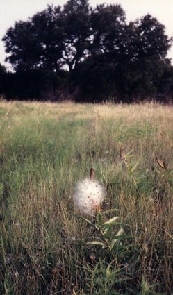 milkweed going to seed in field