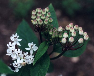 white butterfly weed