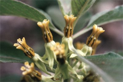 zizotes milkweed