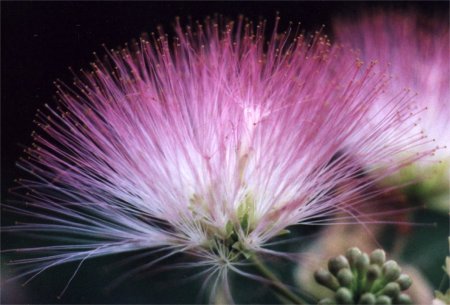 mimosa blossoms