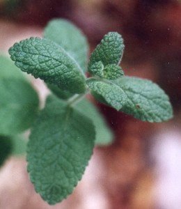 woolly apple mint