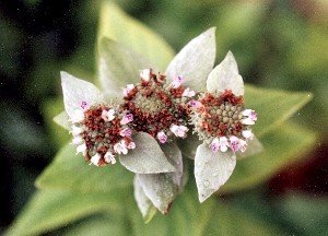 mountain mint