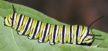 monarch caterpillar