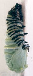 monarch caterpillar shedding larval skin