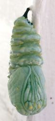 monarch pupa before hardening into a chrysalis