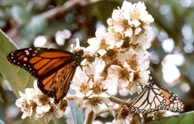 monarch butterflies on loquat blossoms