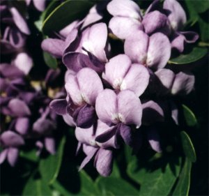 Texas mountain laurel blossoms