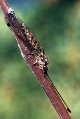 owlfly at rest