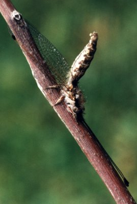 owlfly in defensive pose