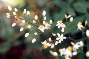 nandina blossoms