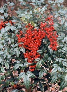 nandina with berries