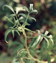 copper canyon daisy foliage