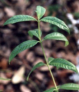 lemon verbena