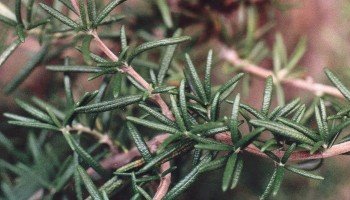 rosemary foliage