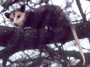 opossum in live oak
