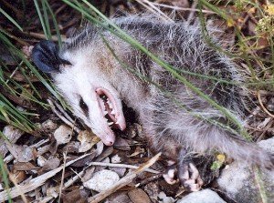 opossum playing dead