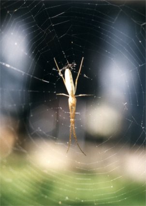 unidentified orb-weaver spider in web