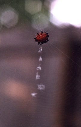 spiny-backed spider in web