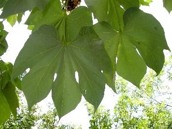 mature Chinese parasol tree leaves