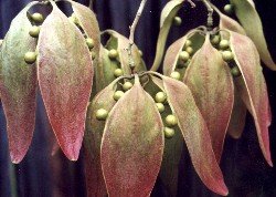 Chinese parasol tree seeds and pods