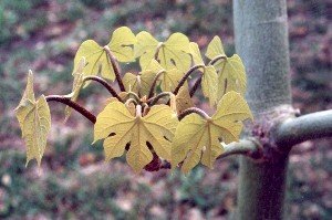 very young Chinese parasol tree leaves