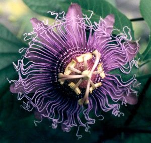 purple passionflower