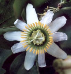 white passionflower