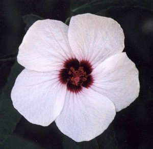 spearleaf swampmallow