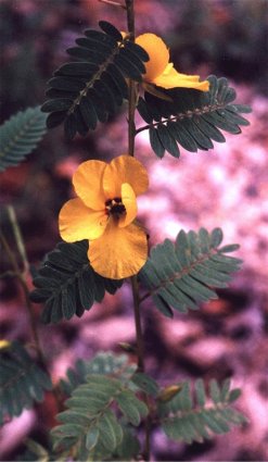 partridge pea