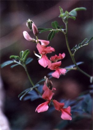 scarlet pea