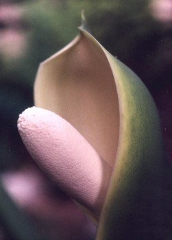 philodendron blossom, first day