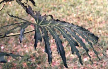 philodendron leaf