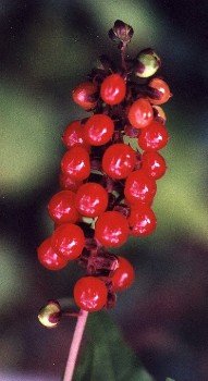 pigeonberry fruit