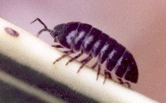 pillbug