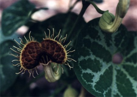 Dutchman's pipe