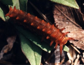 pipevine swallowtail caterpillar