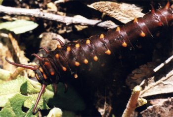 pipevine swallowtail caterpillar