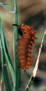 pipevine swallowtail caterpillar on swanflower stem