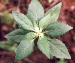 tooth-leaf poinsettia