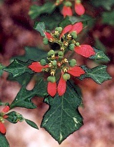 wild poinsettia