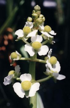 female arrowhead blossoms