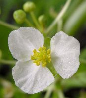 male arrowhead blossom