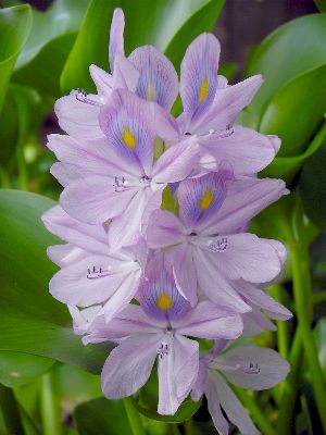 water hyacinth blossoms