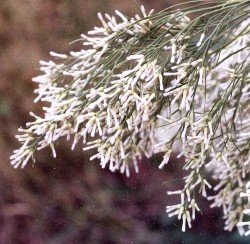 poverty weed female flowers