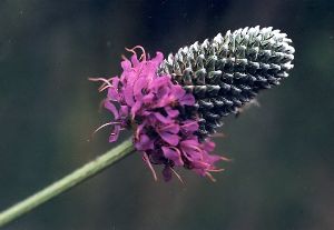 purple prairie clover blossoms, side view