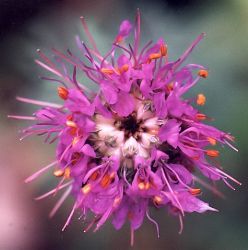 purple prairie clover blossoms, top view