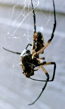 argiope spider eating grasshopper