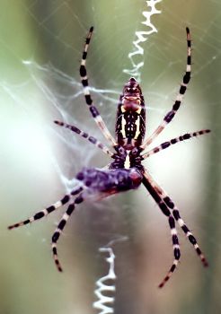 argiope spider eating blow fly