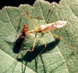 adult assassin bug eating winged ant