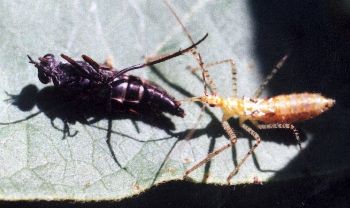 immature assassin bug eating sawfly